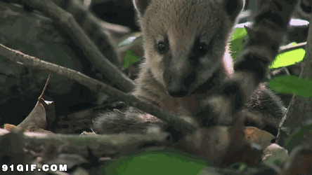 小树林里的动物们图片:小动物,
