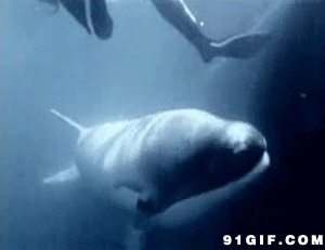 鲨鱼海底动态图片