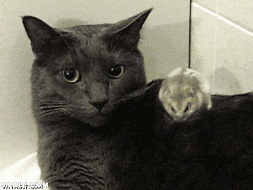 黑猫身上的老鼠动态图片:猫猫,老鼠