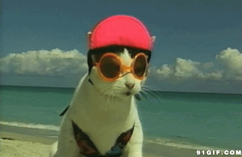 宠物猫戴眼镜戴帽子图片