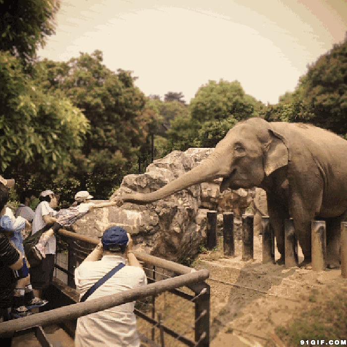 大象接游客食物图片