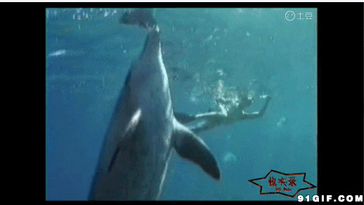 鲨鱼海底咬人图片:鲨鱼,咬人