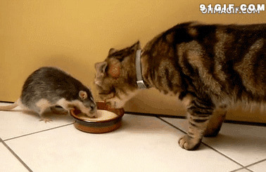 老鼠和猫抢食物图片