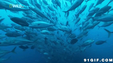 海底的鱼群动态图片