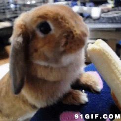 兔子吃香蕉动态图片:兔子,吃香蕉