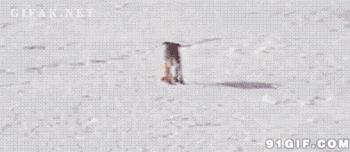 狗狗滑雪橇图片