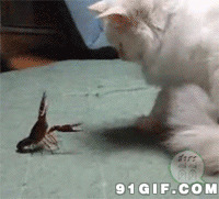 猫猫逗大虾动态图片:猫猫,大虾,