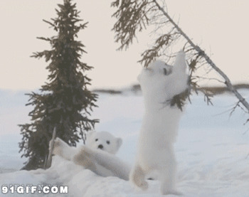 两只北极熊仔搞笑动态图片