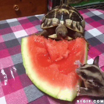 乌龟动物吃西瓜动态图片:乌龟,动物,吃西瓜