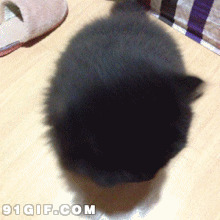 可爱小黑猫搞笑动态图片:小黑猫,