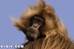 长毛猴子头像搞笑动态图片