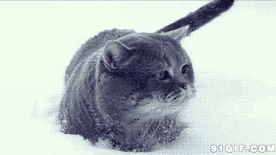 猫猫陷在雪堆里图片
