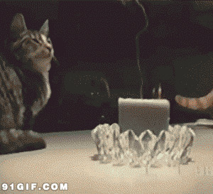 两只小猫灭蜡烛搞笑动态图片:小猫,
