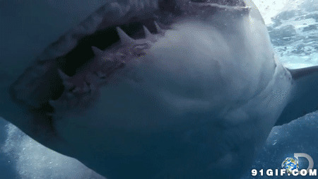 恐怖的大鲨鱼嘴搞笑动态图片