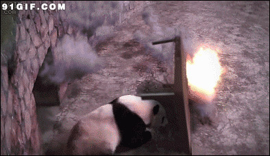 大熊猫被攻击搞笑动态图片