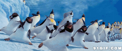 南极企鹅跳舞动态图片