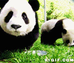 熊猫吃饭动态图片