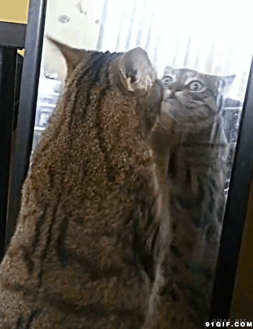 逗比小猫照镜子搞笑动态图片:小猫,照镜子,