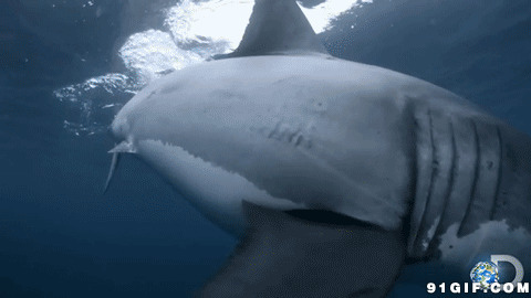 水中迅捷之鲨鱼牙图片