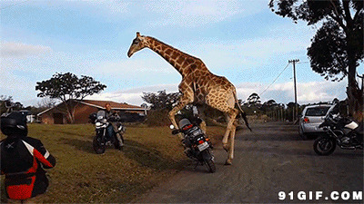 长颈鹿恶搞电动车动态图片:长颈鹿,恶搞,电动车