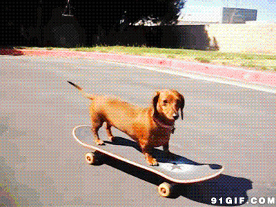 宠物狗狗滑滑板动态图片:滑滑板,宠物狗狗
