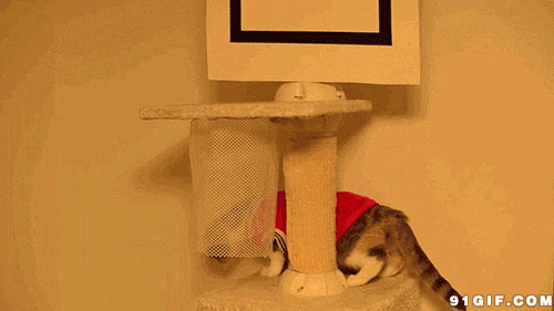 猫猫玩篮球搞笑动态图片