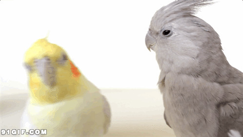 两只可爱鹦鹉搞笑动态图片:鹦鹉,