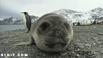 南极海豹图片
