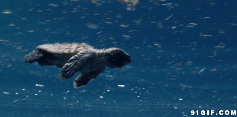 乌龟水中游动态图片