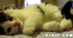 猫猫躺着卖萌动态图片