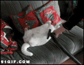 吸尘器吸猫猫图片:吸尘器,猫猫