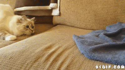 猫猫坐刺猬搞笑图片