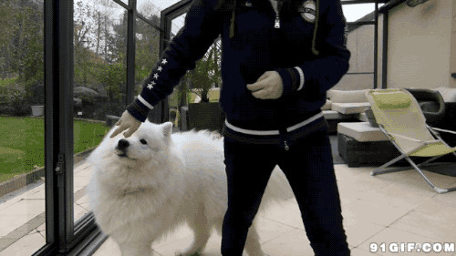 大白狗图片:狗