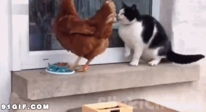 小猫和母鸡抢食物搞笑动态图片