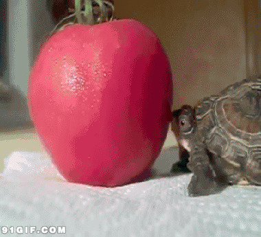 乌龟吃西红柿图片