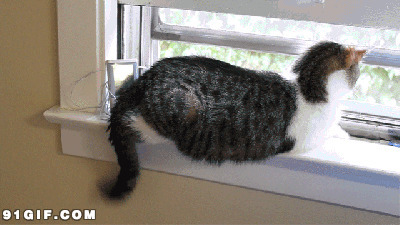 窗台上甩尾巴的小猫咪搞笑动态图片