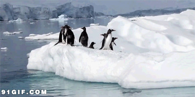 巴布亚企鹅图片:企鹅,