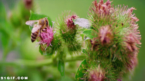 小蜜蜂采蜜视频图片