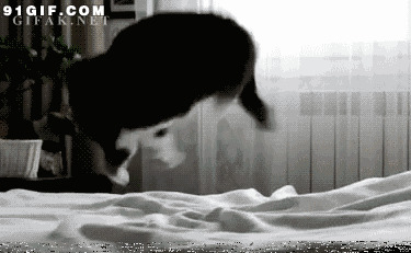 宠物猫在床单上恶搞图片