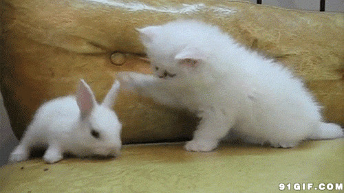 猫猫恶搞兔子动态图片:猫猫,恶搞,兔子