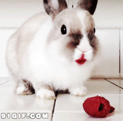 兔子吃东西的样子图片