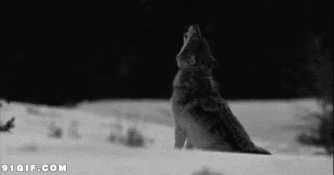 雪地里的狼吼头像搞笑动态图片