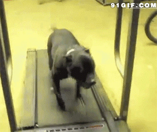 跑步机上的小黑狗搞笑动态图片