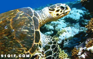 海底世界乌龟图片:乌龟,
