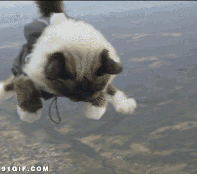 小猫空中跳伞搞笑动态图片