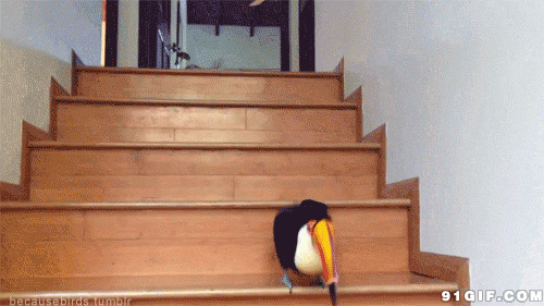 长嘴鸟下楼梯恶搞图片