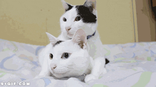 两只逗比可爱的小白猫搞笑动态图片