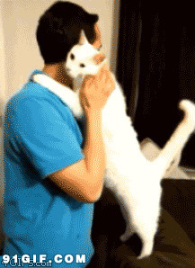 小白猫和主人拥抱搞笑动态图片