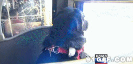 狗狗坐公交动态图片