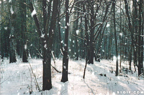 风吹落叶飘雪图片:雪